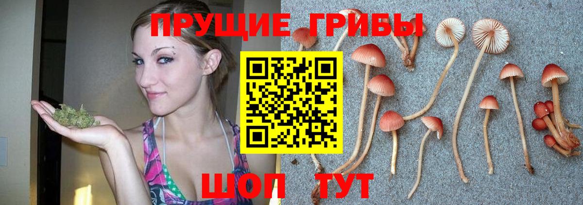 Псилоцибиновые грибы Psilocybe Белая Калитва